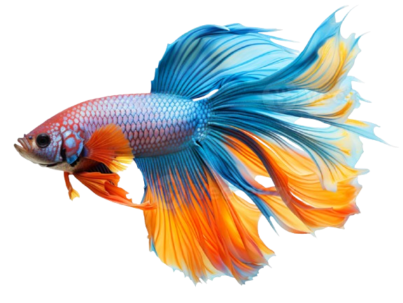 Fish & Aquatics
