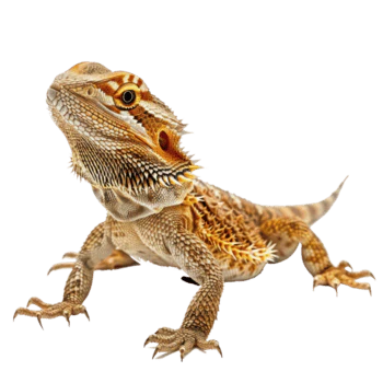 Reptiles